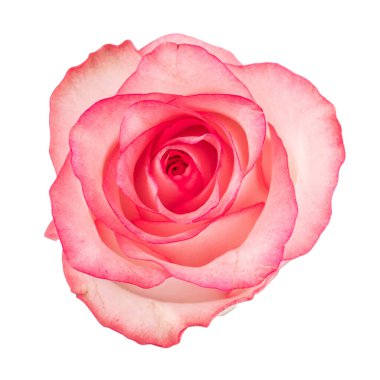 Gül Güzeli Arkaplan ve Sevgililer Günü Arkaplanı