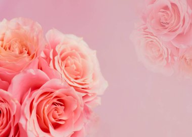 Gül Güzeli Arkaplan ve Sevgililer Günü Arkaplanı