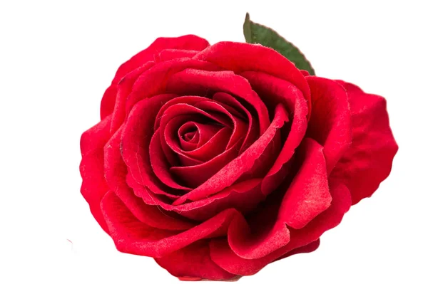 Τριαντάφυλλο Όμορφο Φόντο Ημέρα Του Αγίου Βαλεντίνου Φόντο — Φωτογραφία Αρχείου