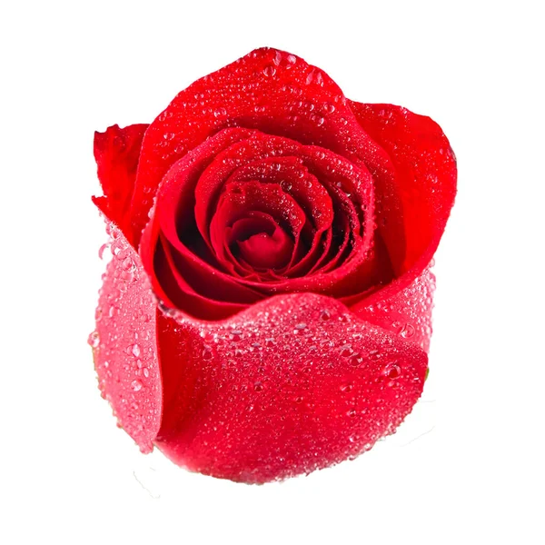 Rose Gyönyörű Háttér Valentin Nap Háttér — Stock Fotó