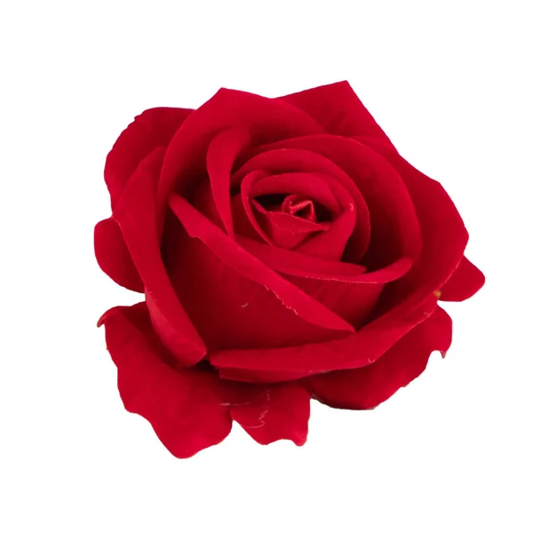 Rose Beautiful Background Valentine Day Background — Stock Photo, Image