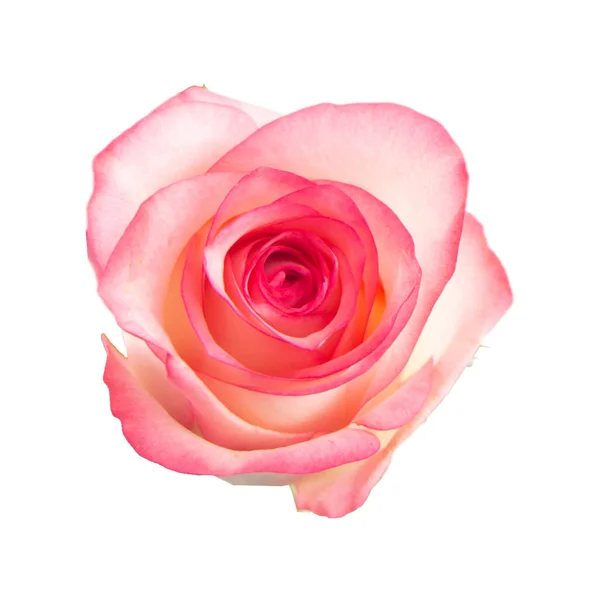 Rose Fundo Bonito Dia Dos Namorados Fundo — Fotografia de Stock