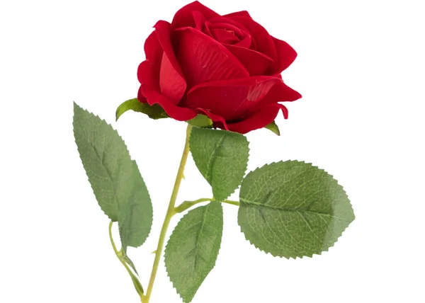 Rose Hermoso Fondo Fondo San Valentín —  Fotos de Stock