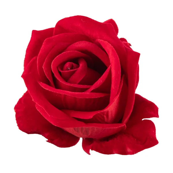 Rose Piękne Tło Walentynki Tło — Zdjęcie stockowe