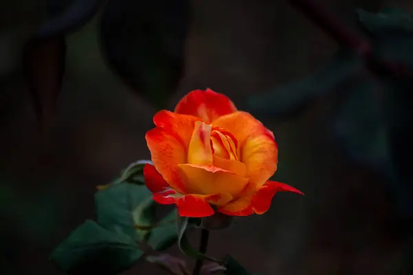 Роза Красивый Фон День Святого Валентина Фон — стоковое фото