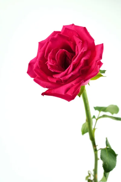 Rose Gyönyörű Háttér Valentin Nap Háttér — Stock Fotó