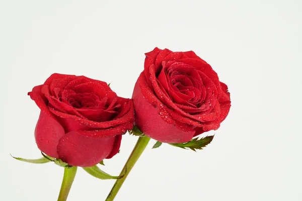 Роза Прекрасний Фон День Святого Валентина — стокове фото