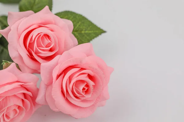 Роза Прекрасний Фон День Святого Валентина — стокове фото