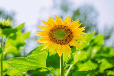 Güneşli bir günde, doğal bir geçmişi olan güzel bir ayçiçeği. Seçici odaklanma. Yüksek kalite fotoğraf