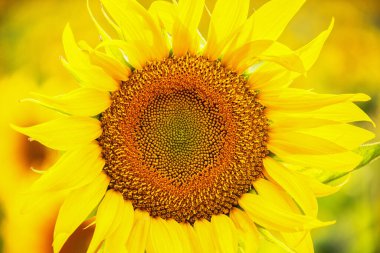 Güneşli bir günde, doğal bir geçmişi olan güzel bir ayçiçeği. Seçici odaklanma. Yüksek kalite fotoğraf