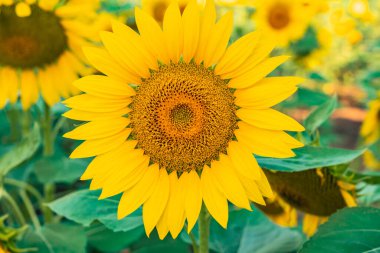 Güneşli bir günde, doğal bir geçmişi olan güzel bir ayçiçeği. Seçici odaklanma. Yüksek kalite fotoğraf