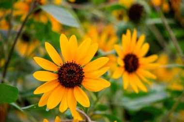 Güneşli bir günde, doğal bir geçmişi olan güzel bir ayçiçeği. Seçici odaklanma. Yüksek kalite fotoğraf
