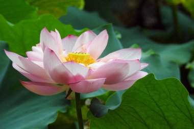 Gölette nilüfer çiçeği Güzel HD arka plan