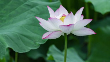 Gölette nilüfer çiçeği Güzel HD arka plan