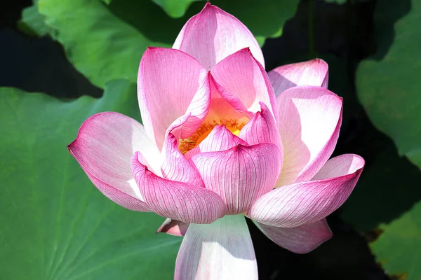 Lotus Flower Pond Beautiful Background — Stock Photo, Image