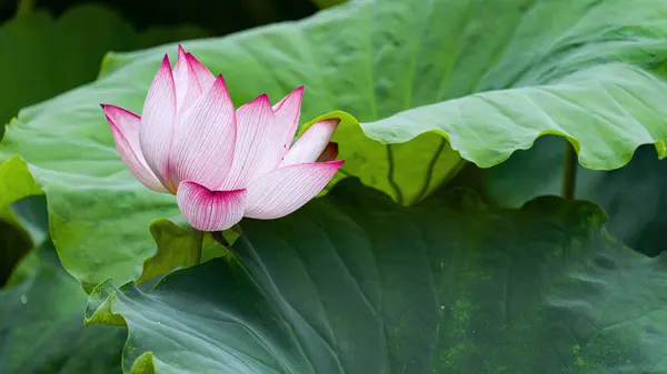Цветок Лотоса Пруду Красивый Фон — стоковое фото