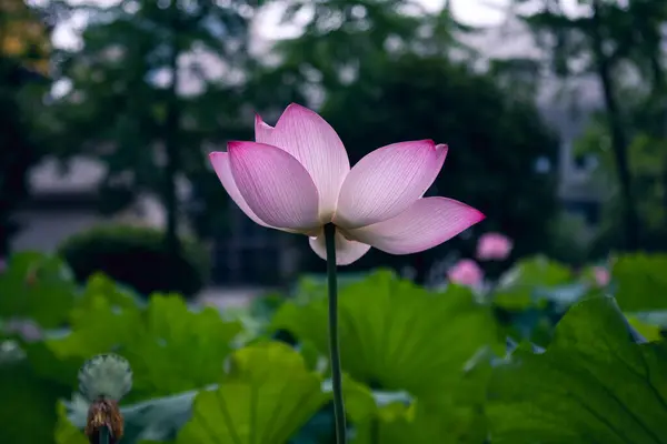 Цветок Лотоса Пруду Красивый Фон — стоковое фото
