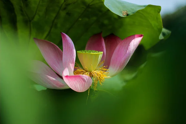 Lotus Fleur Dans Étang Beau Fond — Photo