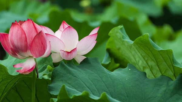 Lotus Λουλούδι Στη Λίμνη Όμορφη Φόντο — Φωτογραφία Αρχείου