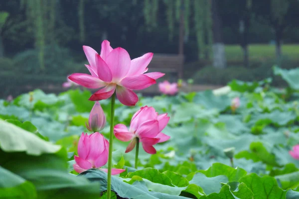 Lotus Virág Tóban Gyönyörű Háttér — Stock Fotó