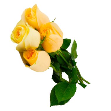 Beyaz arka planda izole kırmızı gül Sarı pembe beyaz gül 