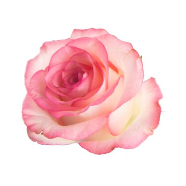 Beyaz arka planda izole kırmızı gül Sarı pembe beyaz gül 