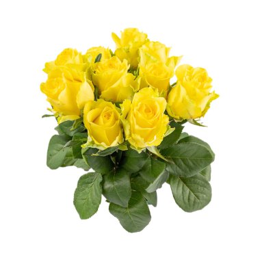 Beyaz arka planda izole kırmızı gül Sarı pembe beyaz gül 