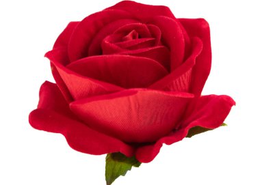 Beyaz arka planda izole kırmızı gül Sarı pembe beyaz gül 