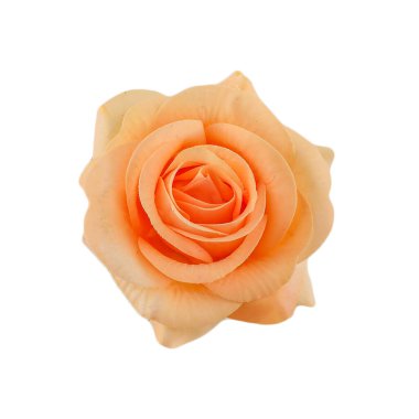 Beyaz arka planda izole kırmızı gül Sarı pembe beyaz gül 