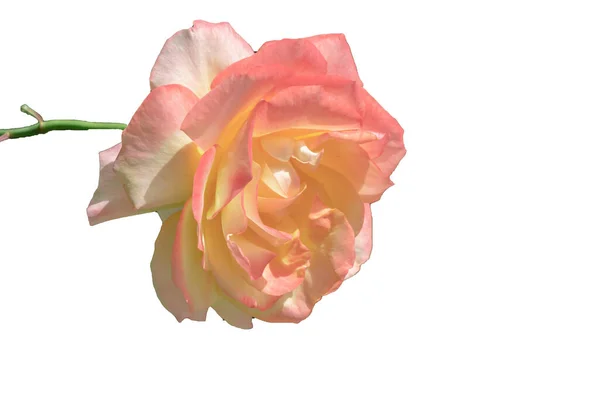 red rose isolated on white background Yellow pink red white rose
