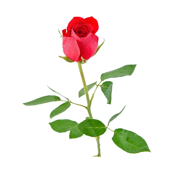 red rose isolated on white background Yellow pink red white rose
