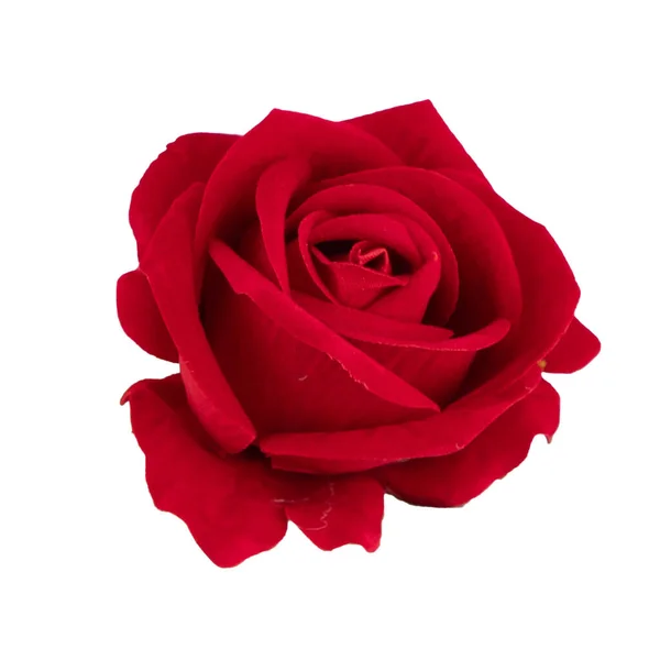 Красная Роза Изолированы Белом Фоне — стоковое фото