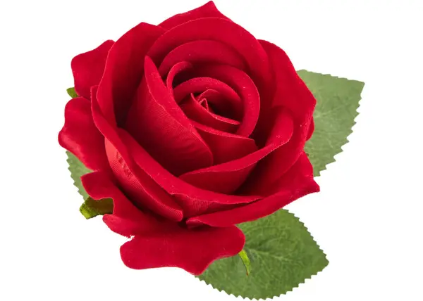 Красная Роза Изолированы Белом Фоне — стоковое фото