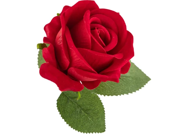 红色玫瑰 白色背景 白色玫瑰 — 图库照片