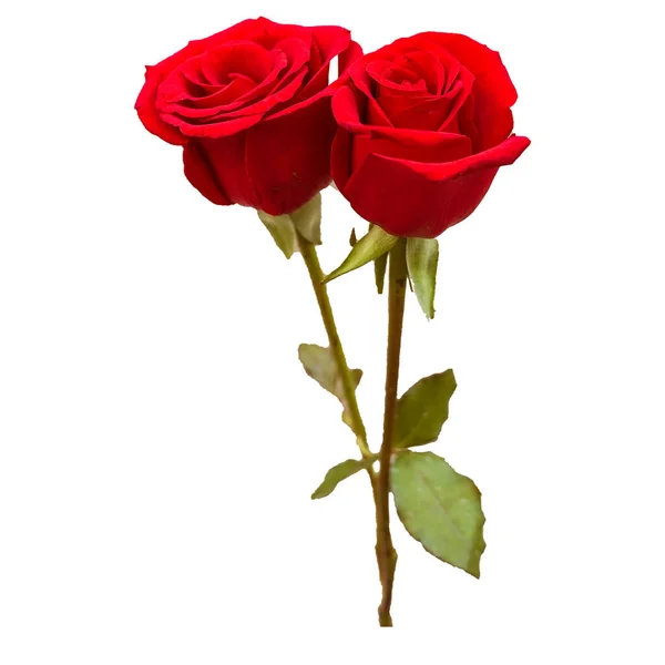 Czerwona Róża Izolowane Białym Tle Żółty Różowy Czerwony Biały Róża — Zdjęcie stockowe