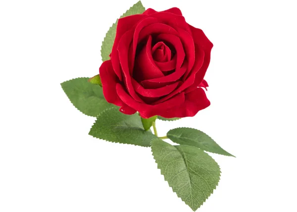 Rose Rouge Isolée Sur Fond Blanc Rose Jaune Rouge Rose Images De Stock Libres De Droits