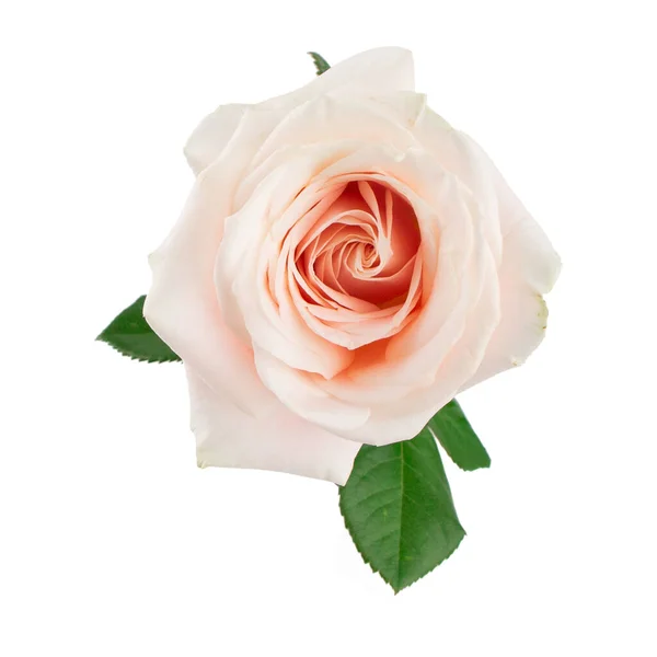 Rose Rouge Isolée Sur Fond Blanc Rose Jaune Rouge Rose Photos De Stock Libres De Droits