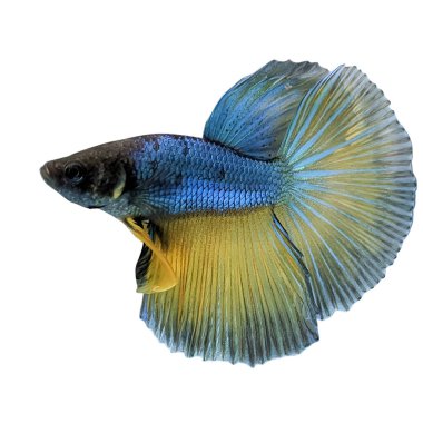 karalama tarzı ve beyaz arkaplan ile balık vektörü ve balık clipart renk balık