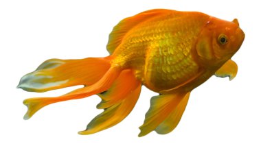karalama tarzı ve beyaz arkaplan ile balık vektörü ve balık clipart renk balık