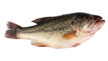 karalama tarzı ve beyaz arkaplan ile balık vektörü ve balık clipart renk balık