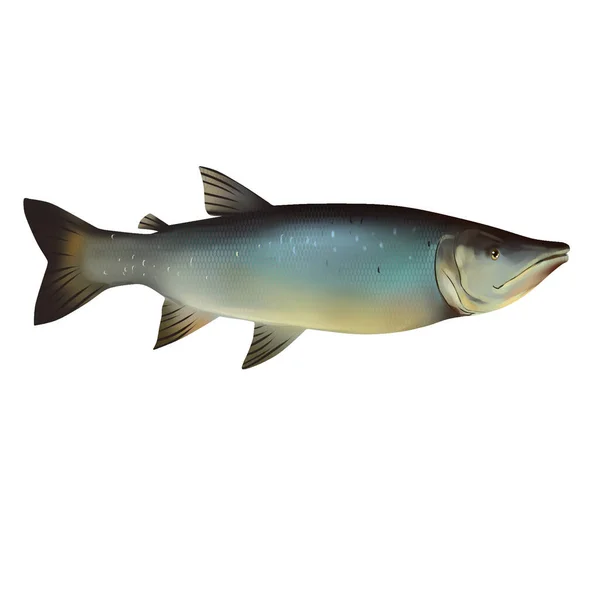 落書きスタイルとホワイトバックグラウンドと魚クリッパーカラーフィッシュの魚ベクター — ストック写真