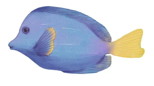 Karalama Tarzı Beyaz Arkaplan Ile Balık Vektörü Balık Clipart Renk — Stok fotoğraf