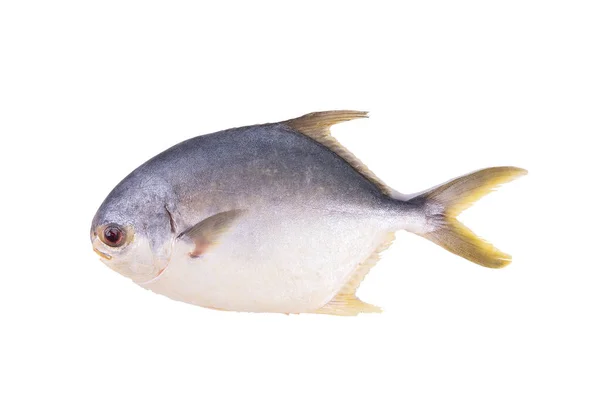 Vettore Pesce Con Stile Doodle Sfondo Bianco Pesce Clipart Colore — Foto Stock