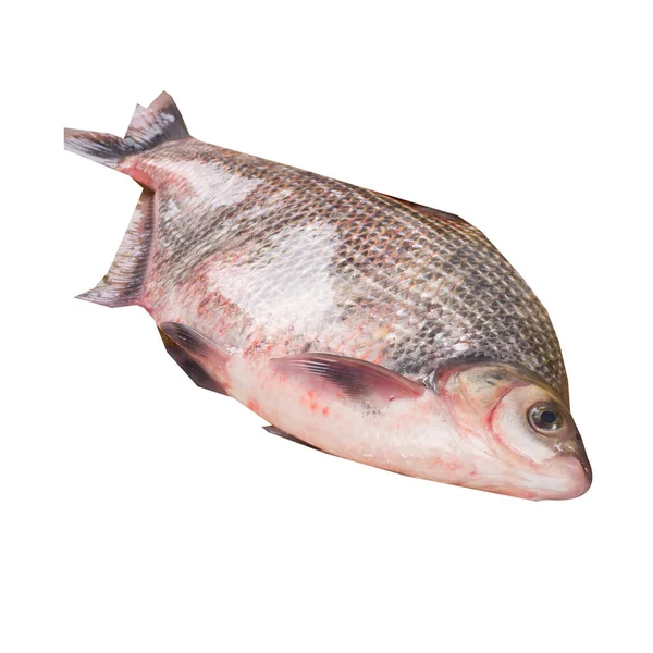 Rybí Vektor Čmáranicovým Stylem Bílým Pozadím Rybí Kliparty Barva Ryby — Stock fotografie