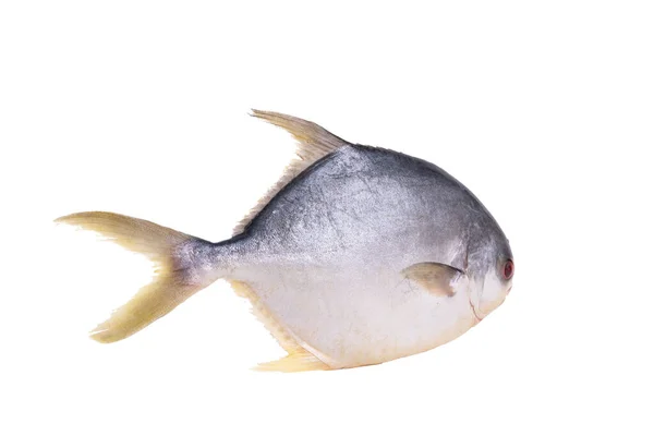 Рибний Вектор Стилем Каракулі Білим Тлом Рибним Кліпартом Кольорова Риба — стокове фото