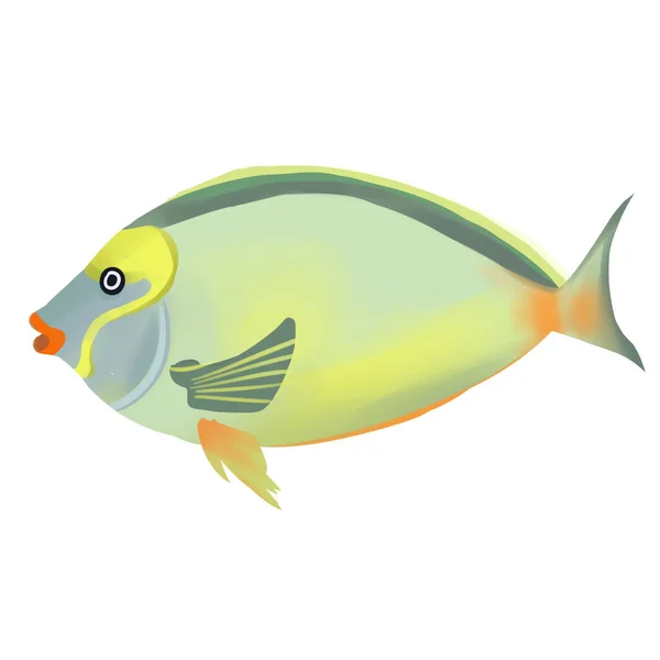 落書きスタイルとホワイトバックグラウンドと魚クリッパーカラーフィッシュの魚ベクター — ストック写真