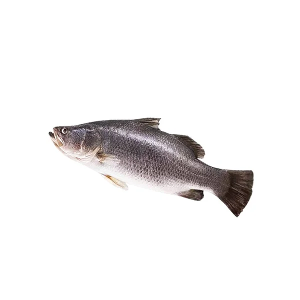 Fisk Vektor Med Klotter Stil Och Vit Bakgrund Och Fisk — Stockfoto
