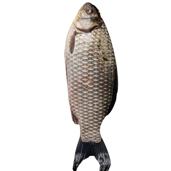 Rybí Vektor Čmáranicovým Stylem Bílým Pozadím Rybí Kliparty Barva Ryby — Stock fotografie