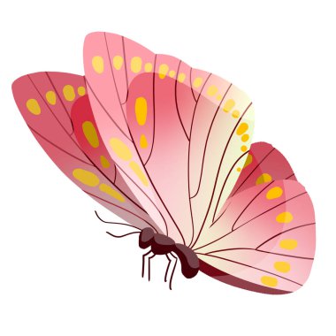 Beyaz izole arkaplan üzerinde renk kelebeği