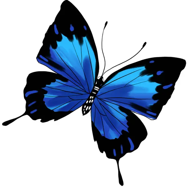 Цвет Бабочки Белом Изолированном Фоне — стоковое фото